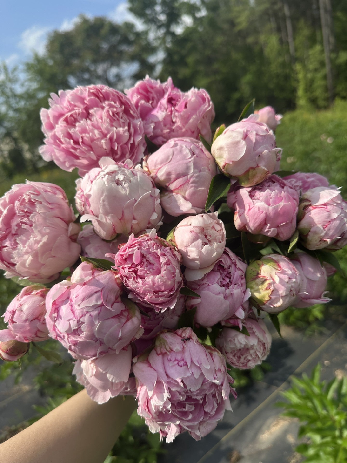 2026 Spring Flower Subscription (6 Bouquets)