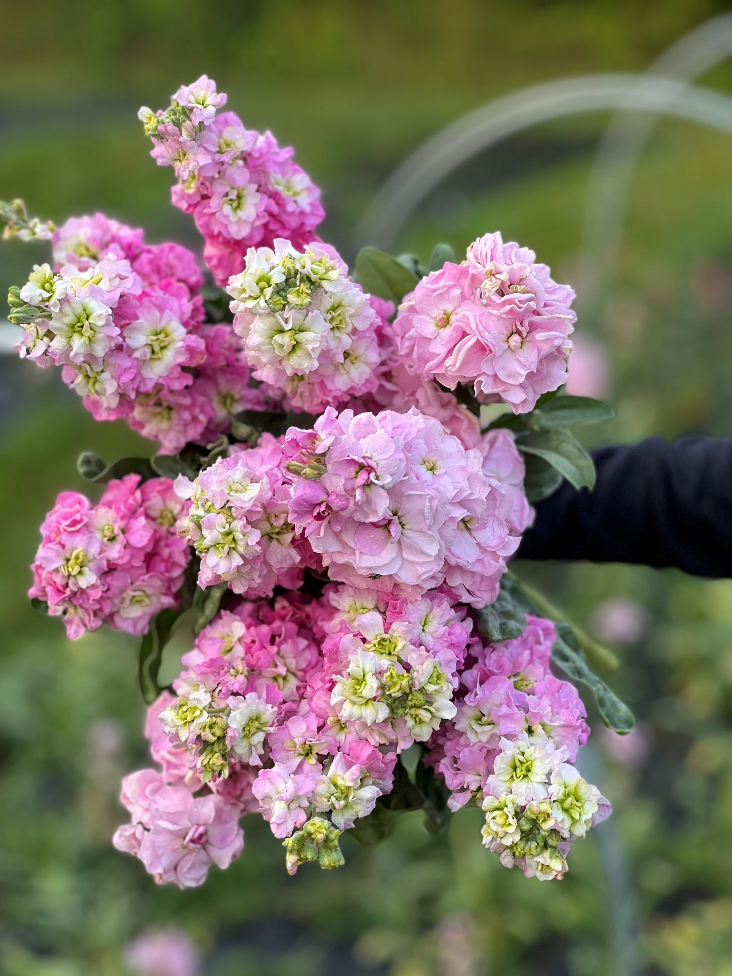 2026 Full Season Subscription (20 bouquets)