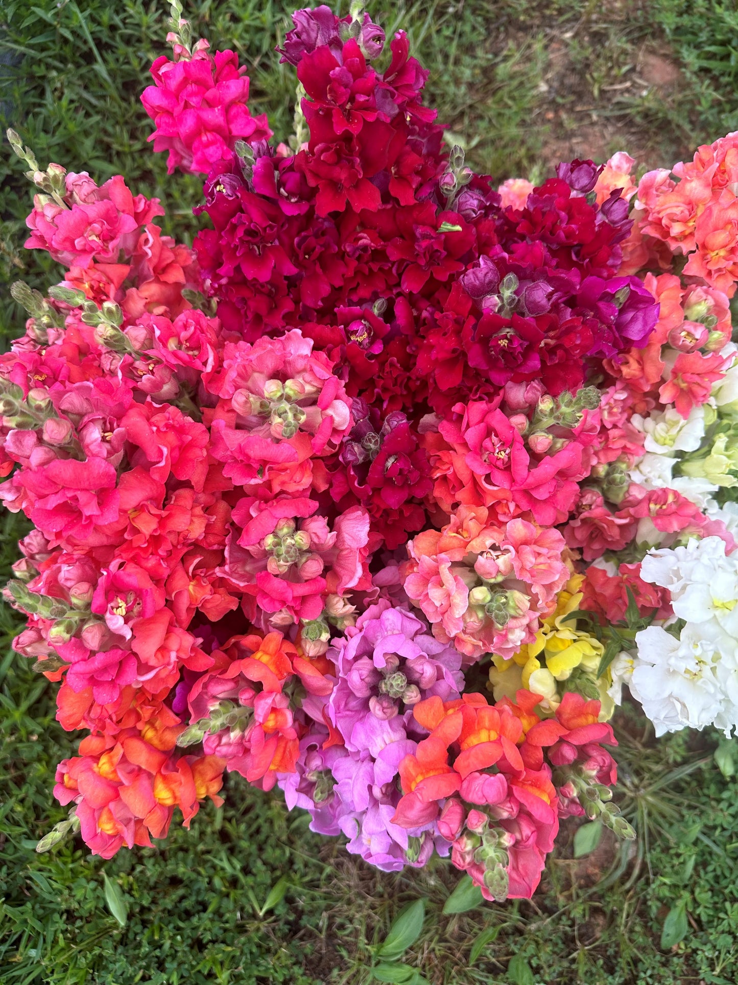 2025 Full Summer Flower Subscription (8 bouquets)