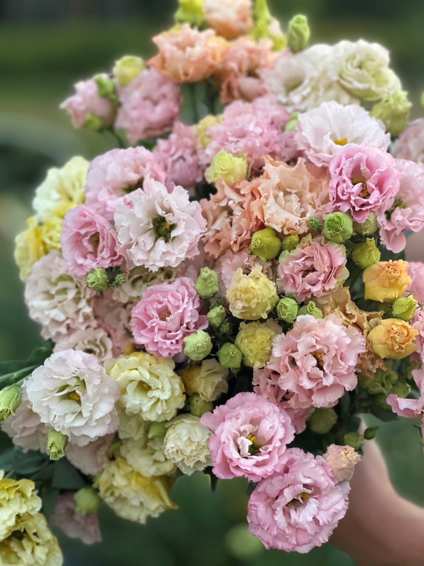 2026 Full Season Subscription (20 bouquets)