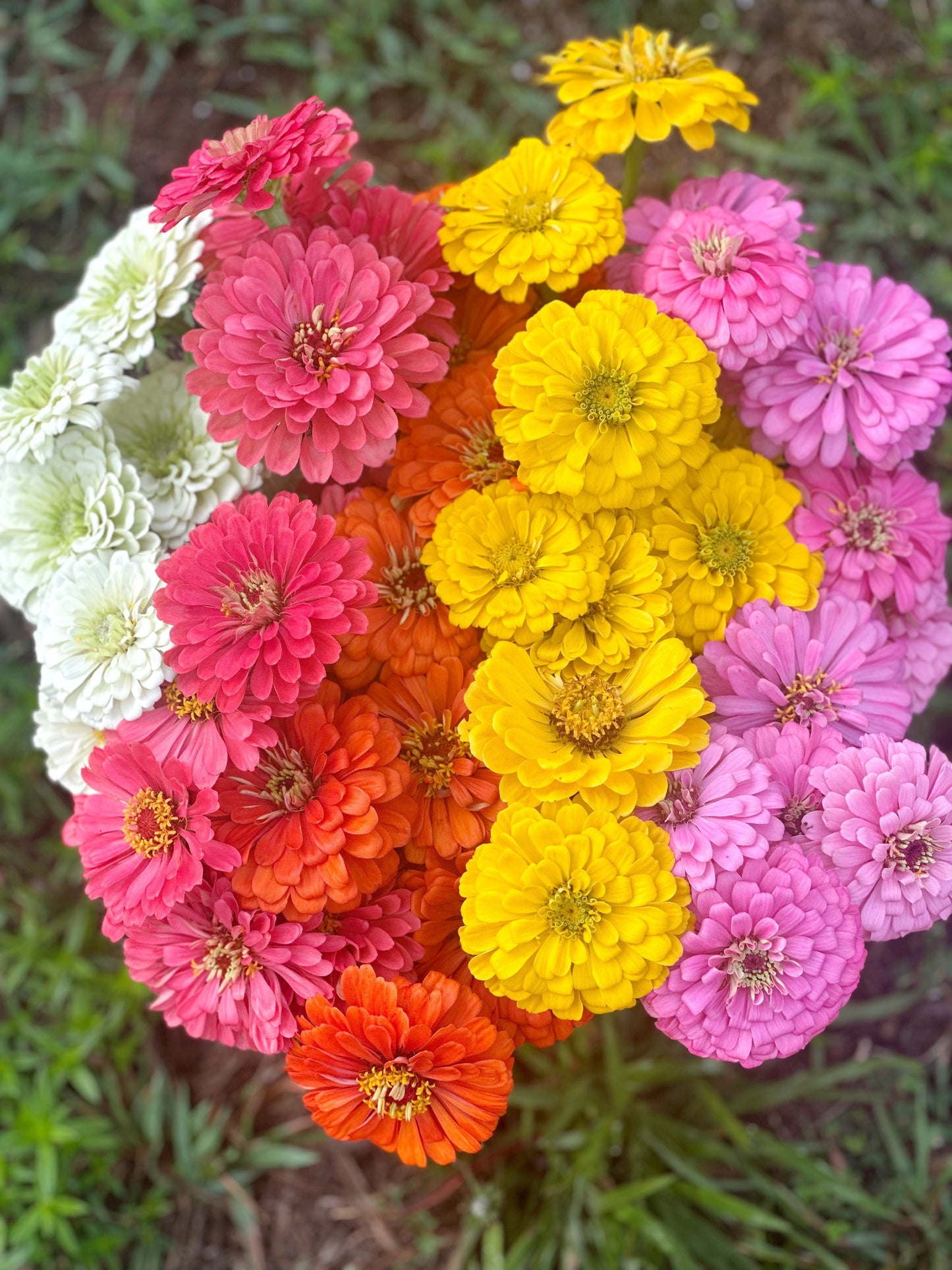 2026 Half Summer Subscription (4 bouquets)