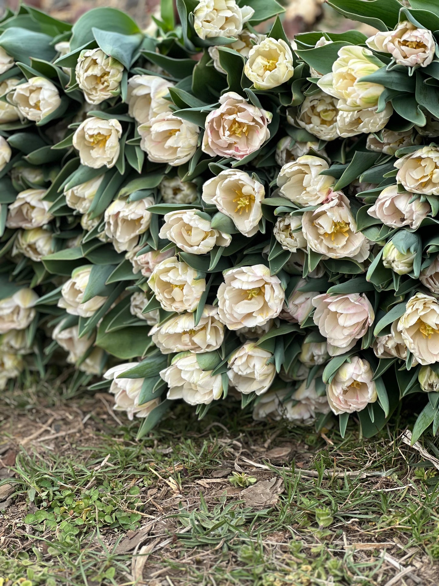 2026 Spring Flower Subscription (6 Bouquets)