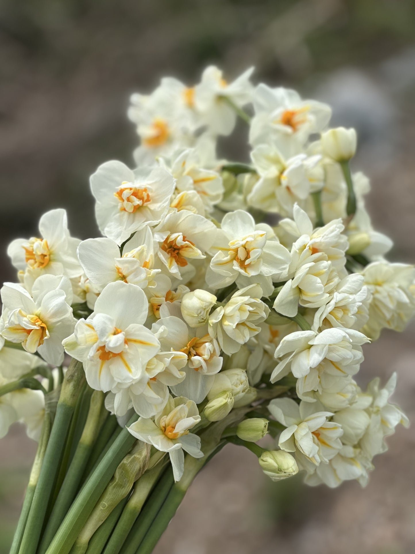 2026 Spring Flower Subscription (6 Bouquets)