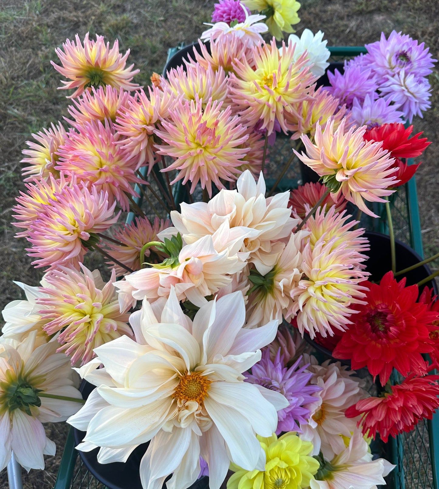 2026 Full Season Subscription (20 bouquets)