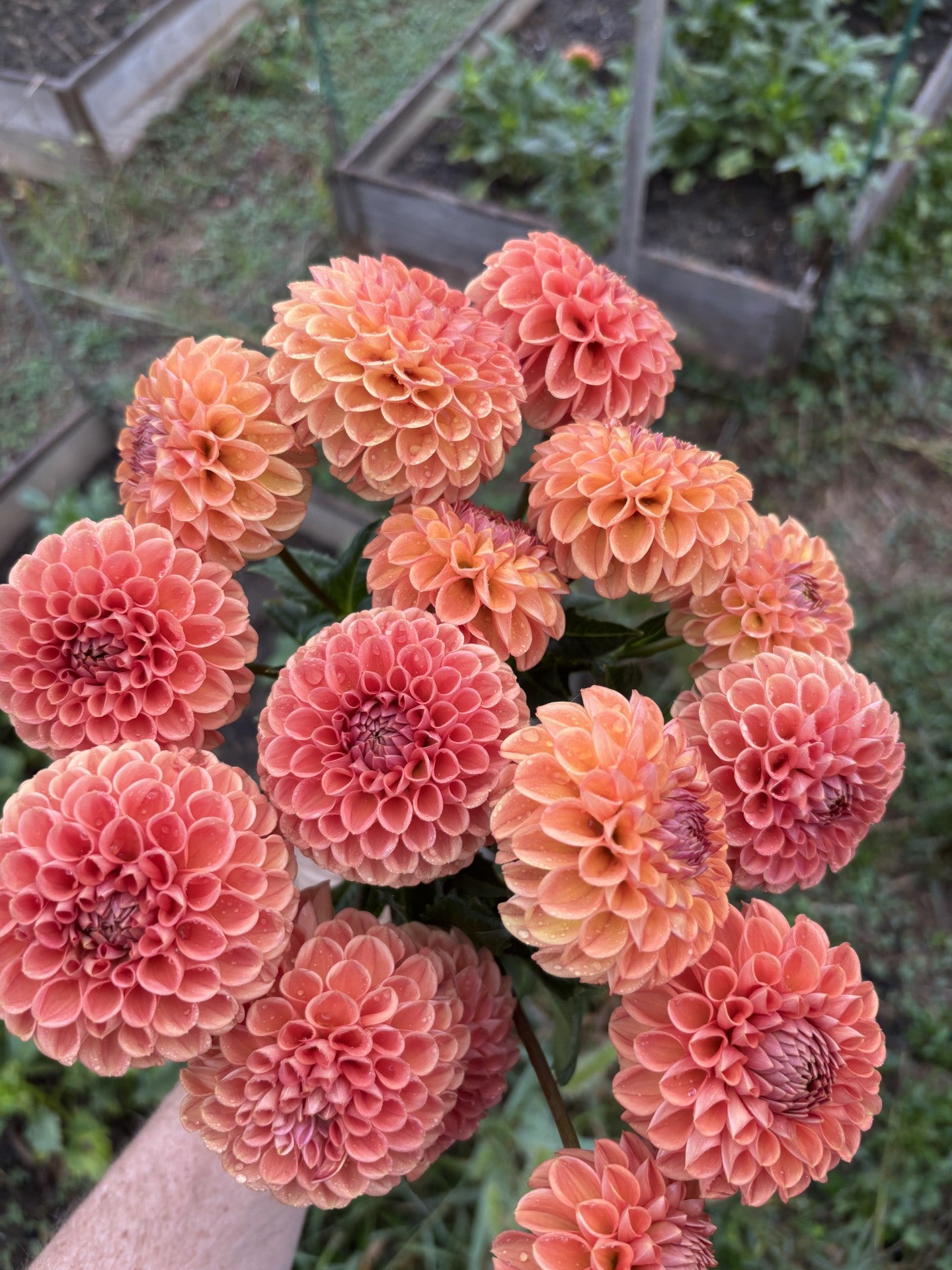 2026 Fall Flower Subscription (6 bouquets)