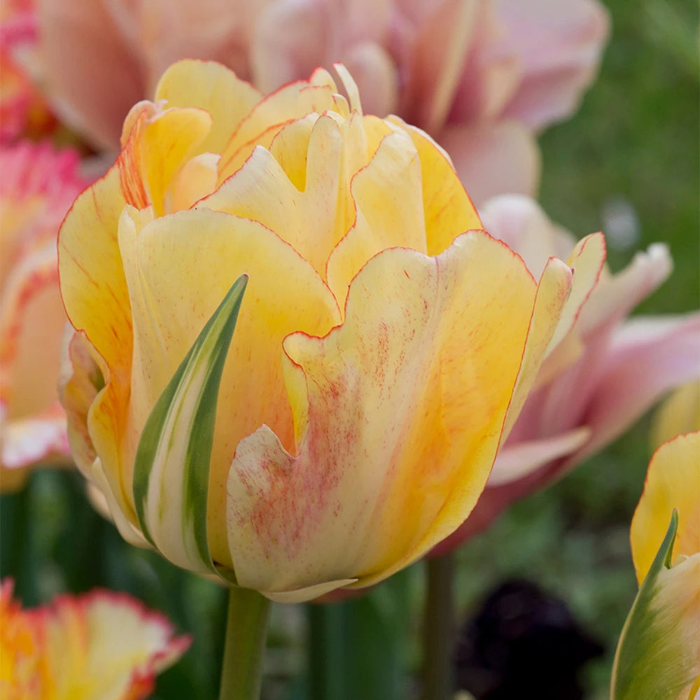 Tulip Bulbs