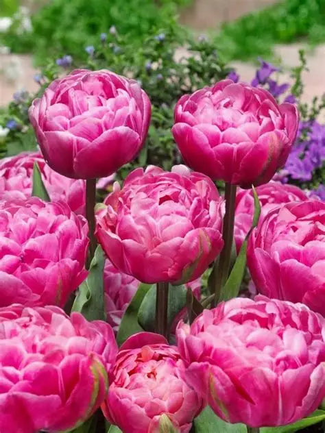 Tulip Bulbs