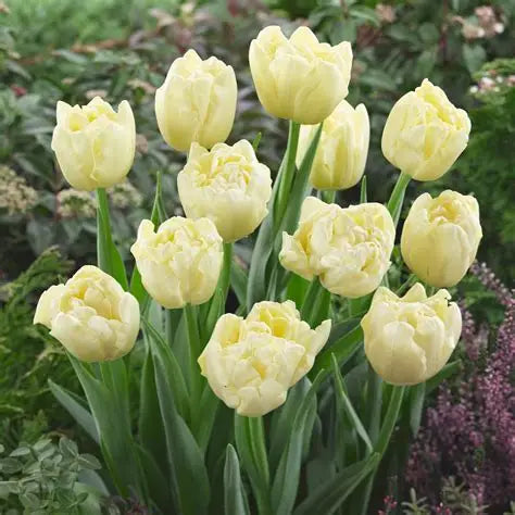 Tulip Bulbs