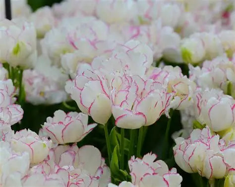 Tulip Bulbs