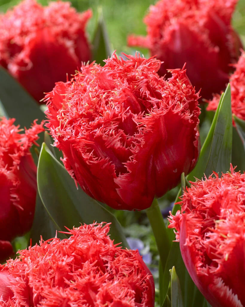 Tulip Bulbs