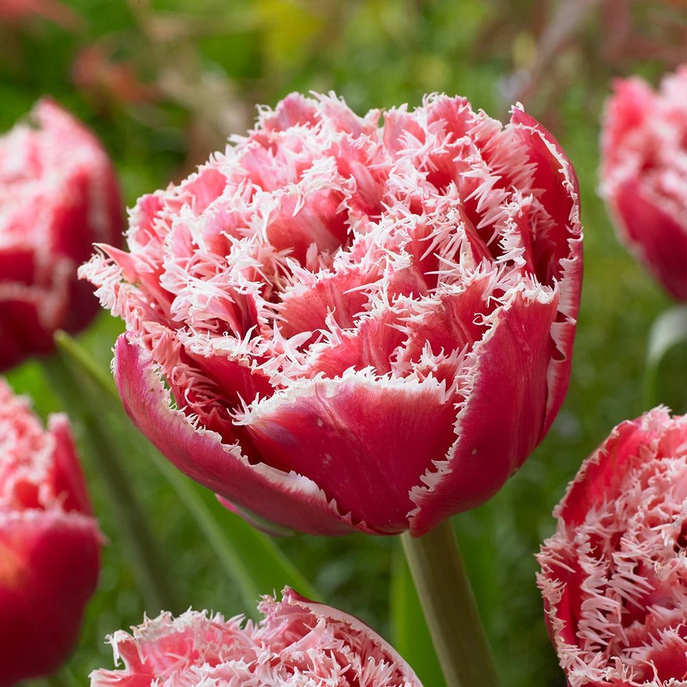 Tulip Bulbs