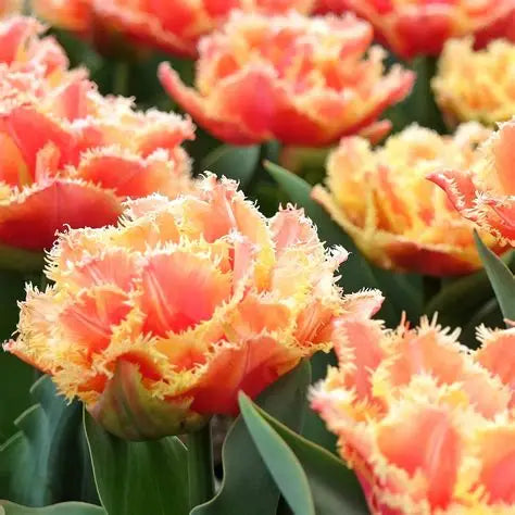 Tulip Bulbs