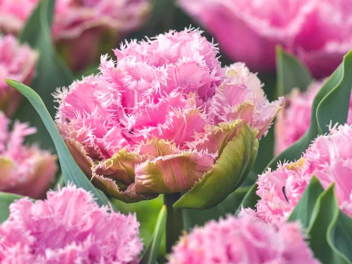 Tulip Bulbs