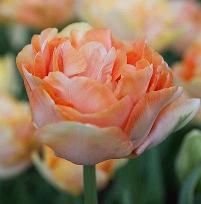 Tulip Bulbs