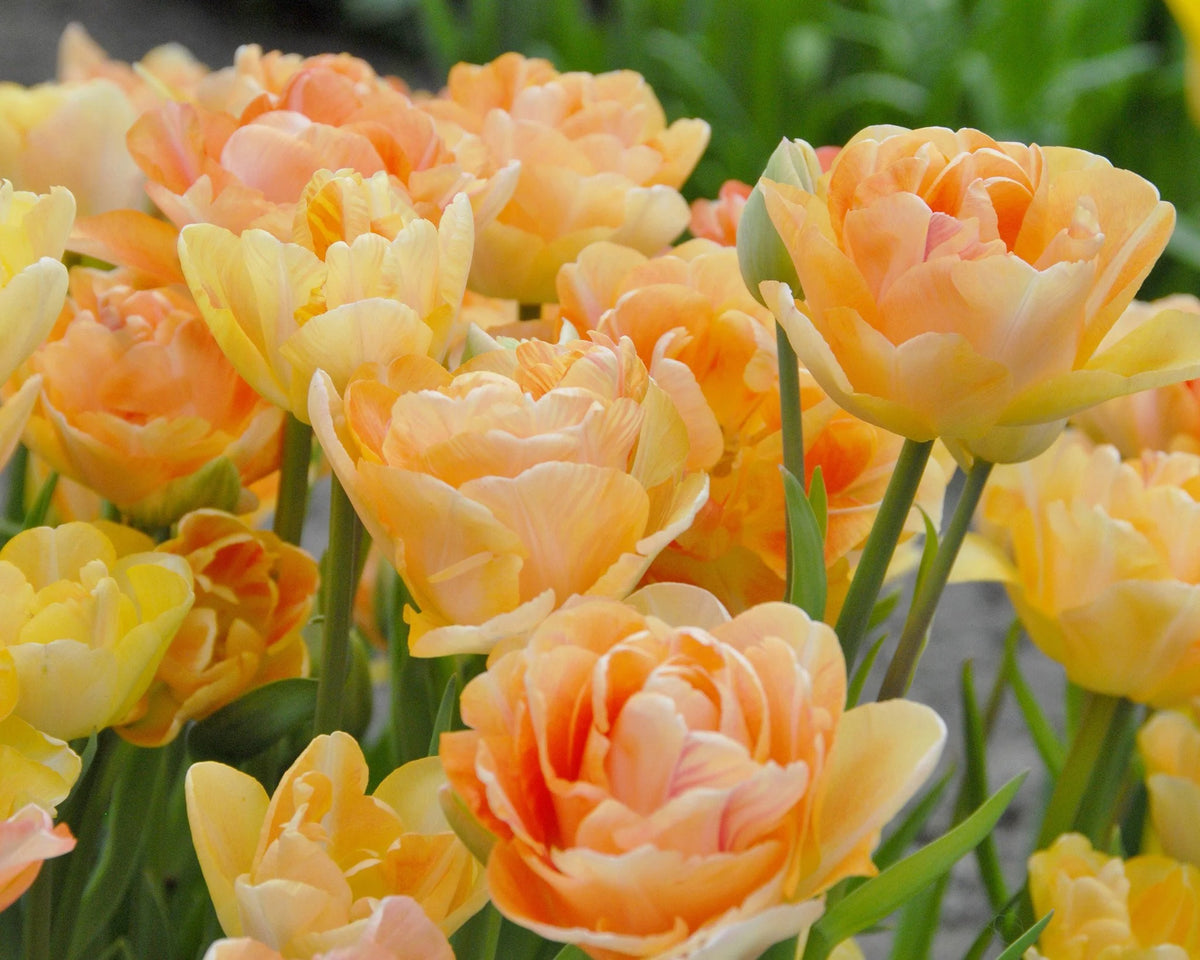 Tulip Bulbs