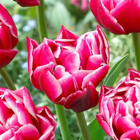 Tulip Bulbs