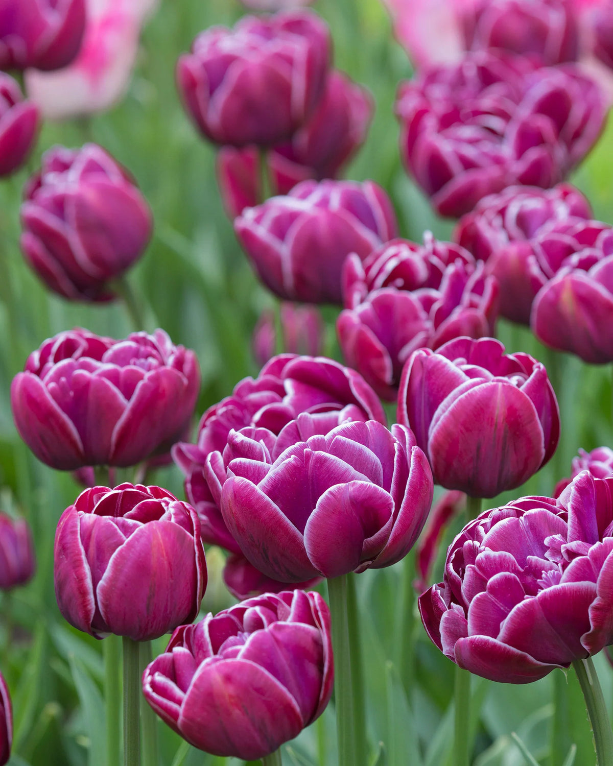 Tulip Bulbs