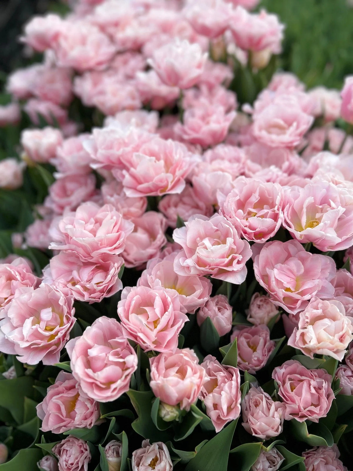 Tulip Bulbs