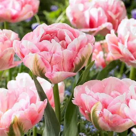 Tulip Bulbs