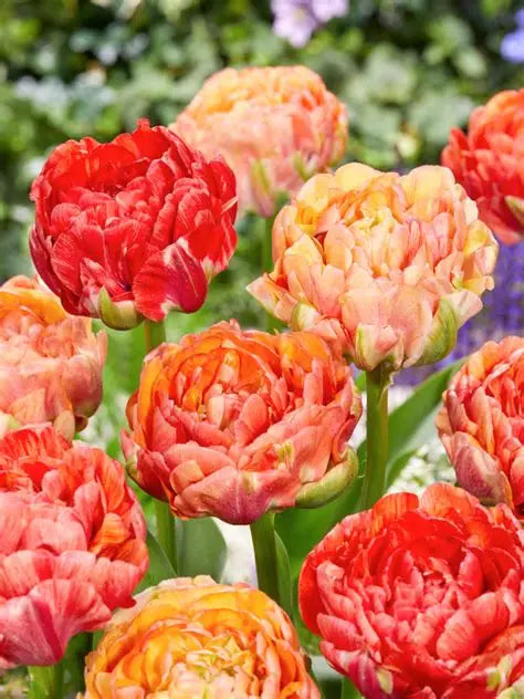 Tulip Bulbs