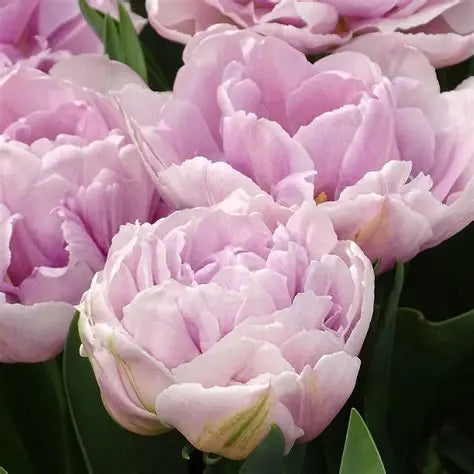 Tulip Bulbs