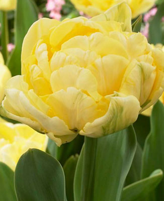 Tulip Bulbs