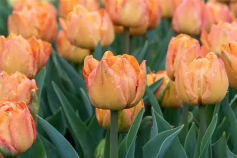 Tulip Bulbs