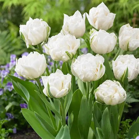 Tulip Bulbs