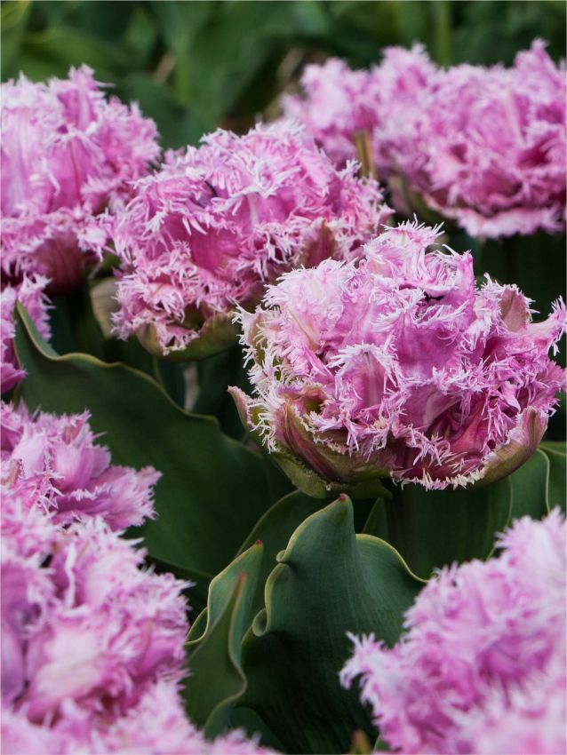 Tulip Bulbs