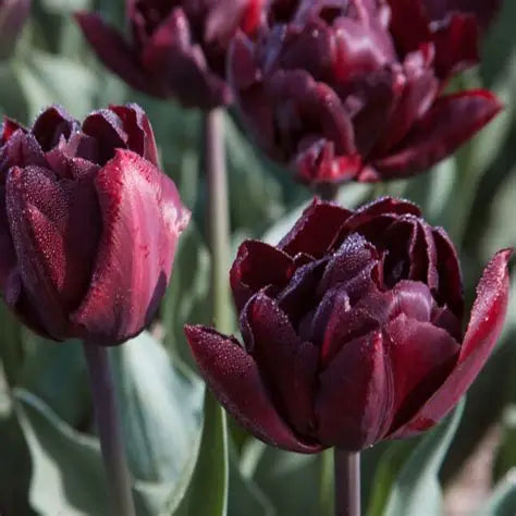 Tulip Bulbs