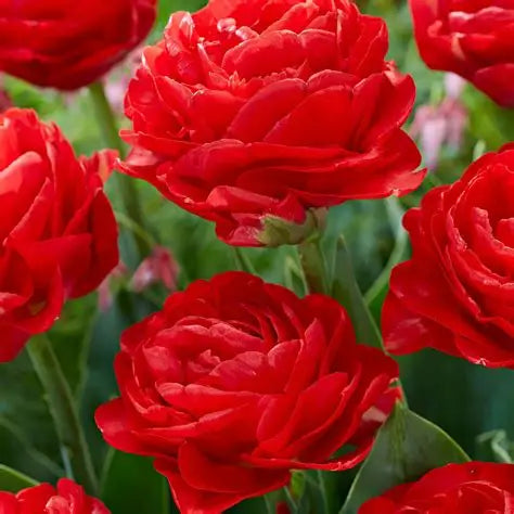 Tulip Bulbs