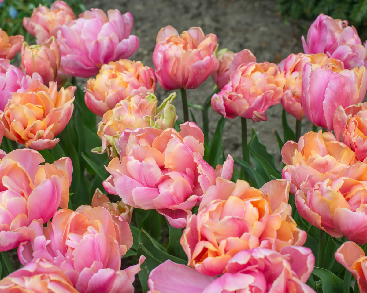 Tulip Bulbs