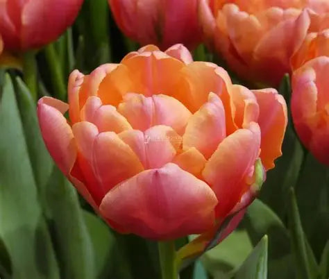 Tulip Bulbs