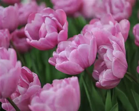 Tulip Bulbs
