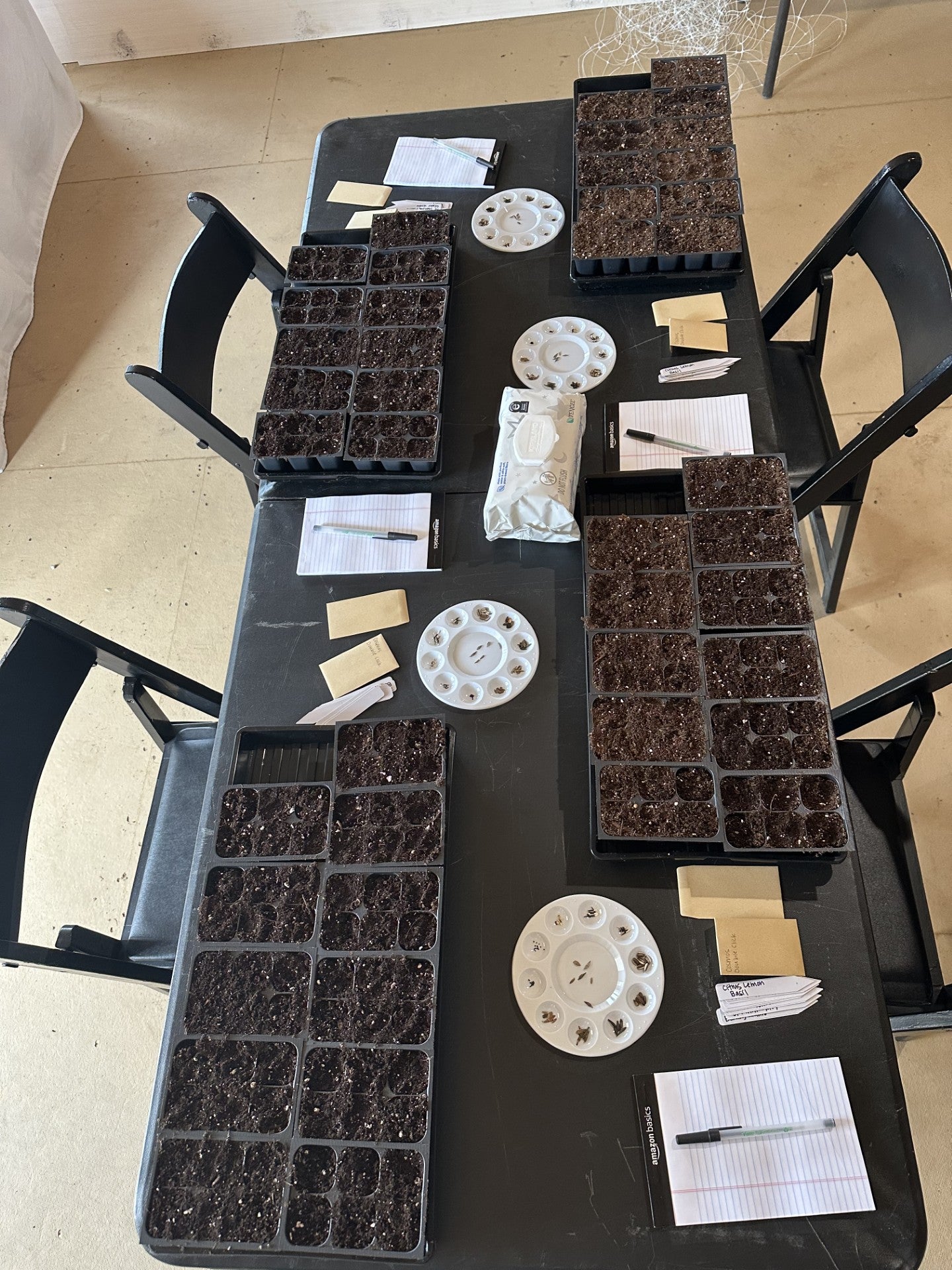 From Seeds to Stem: A Hands On Flower Class