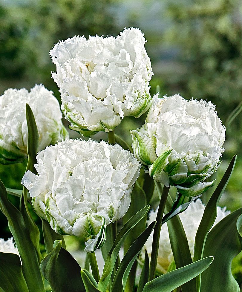 Tulip Bulbs