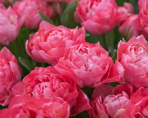 Tulip Bulbs