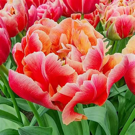 Tulip Bulbs