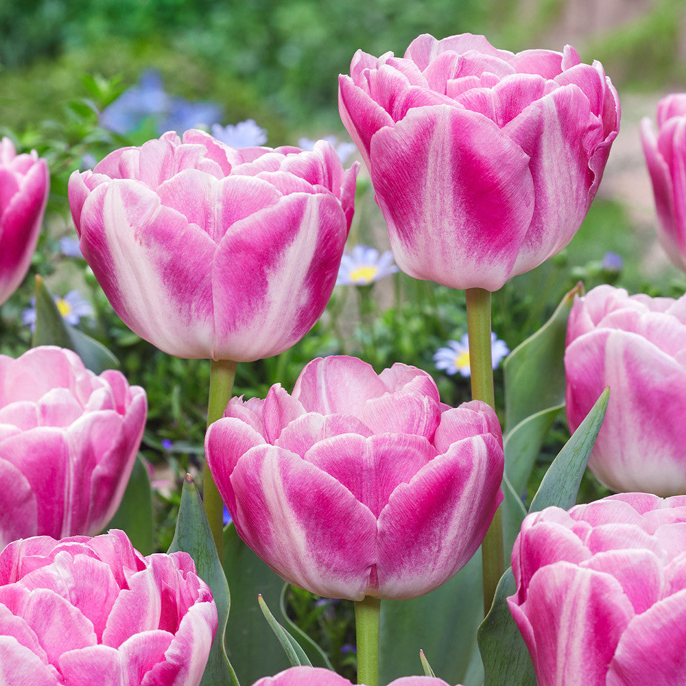 Tulip Bulbs
