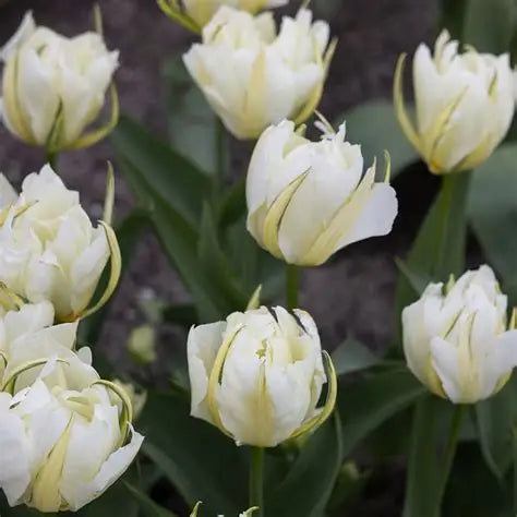 Tulip Bulbs