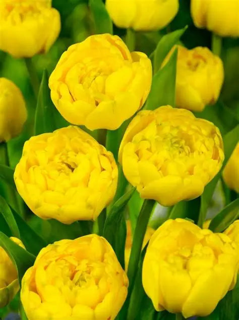 Tulip Bulbs